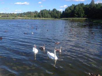 Swans on lake against sky