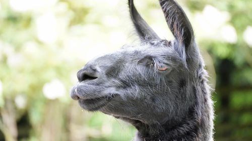 Close-up of a lama 