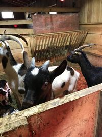 Close-up of cow in barn