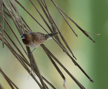 Low angle view of bird perching on wood