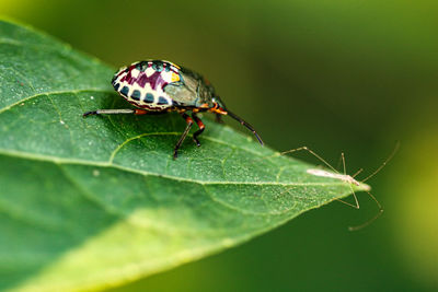 Close-up of insect on leaf