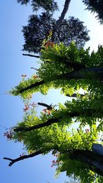 Low angle view of flower tree against sky