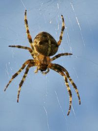 Close-up of spider on web