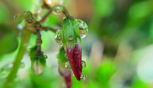 Close-up of wet plant