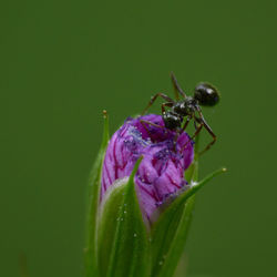 Close-up of insect pollinating on pink flower