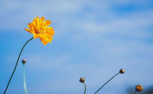 Close-up of yellow flowers against sky