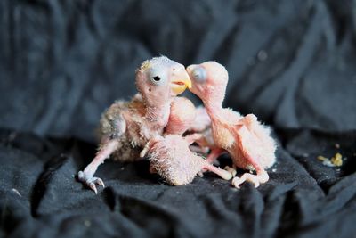 Close-up of a baby bird