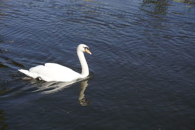 High angle view of swan swimming in lake