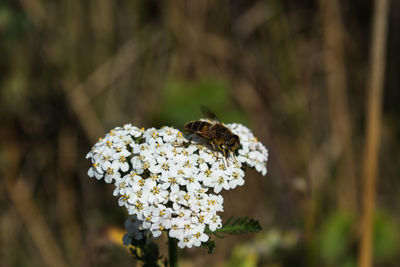 Close-up of bee pollinating on flower