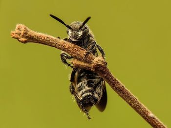 Close-up of bee on twig