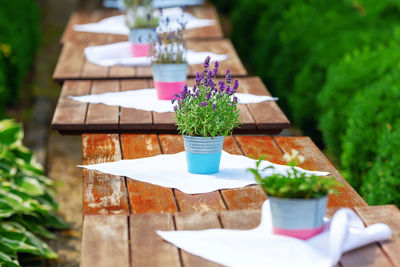 High angle view of potted plant on table