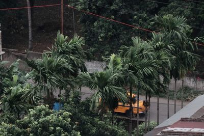 High angle view of palm trees by plants