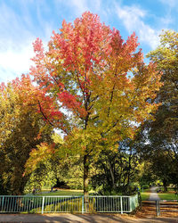 Low angle view of trees against sky