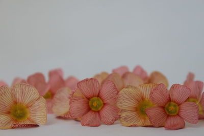 Close-up of flowers over white background