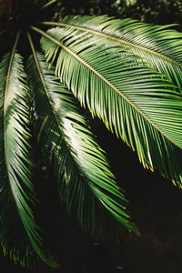 Close-up of palm tree