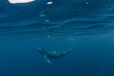 Humpback whale calf, wide angle