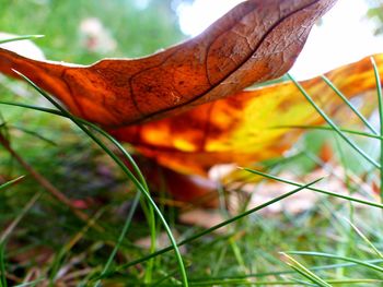 Close-up of leaf on grass