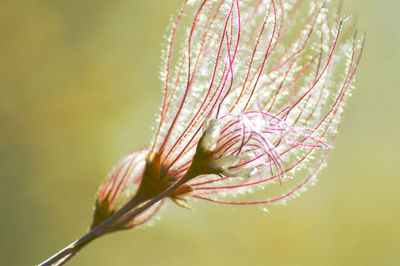 Close-up of pink flower