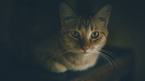 Close-up portrait of cat