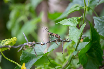 Close-up of insect on leaf