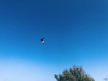 Low angle view of bird flying in sky