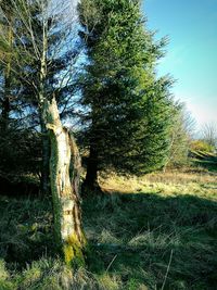 Trees on field in forest