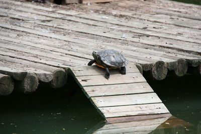 High angle view of turtle on pier over lake