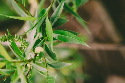 Close-up of fresh green leaves