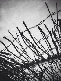 Low angle view of tree against sky