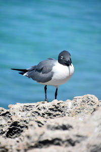 A look at a laughing gull bird standing on a white coral.