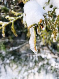 Close-up of frozen tree