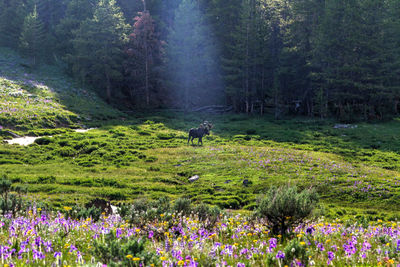 View of cat on flower in forest