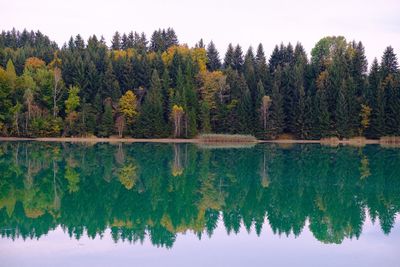 Reflection of trees in calm lake