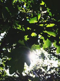 Low angle view of sun shining through trees