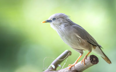 Close-up of chestnut-tailed starling perching on wood