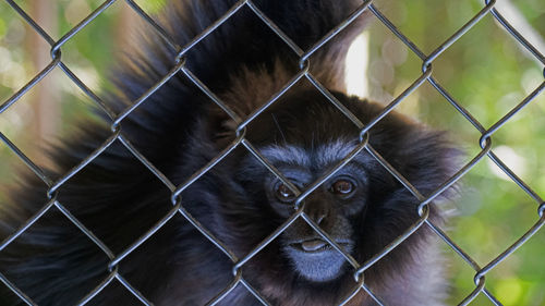 Close-up of monkey in cage seen through chainlink fence