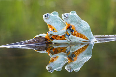 Close-up of frog on water