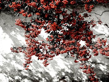 Close-up of red flowers on tree