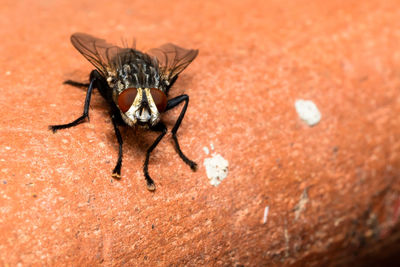 High angle view of fly on wall