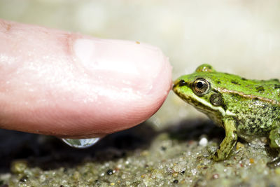 Close-up of frog on hand