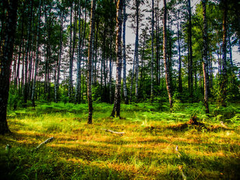 Pine trees in forest