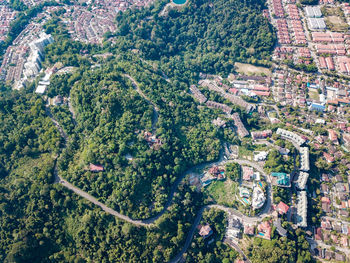 High angle view of trees and plants in city