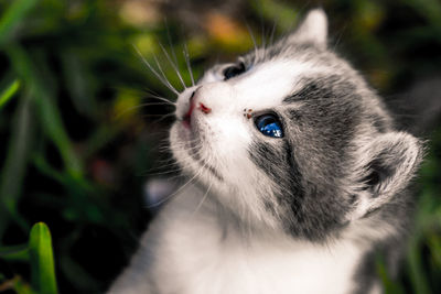 Close-up of cat looking up