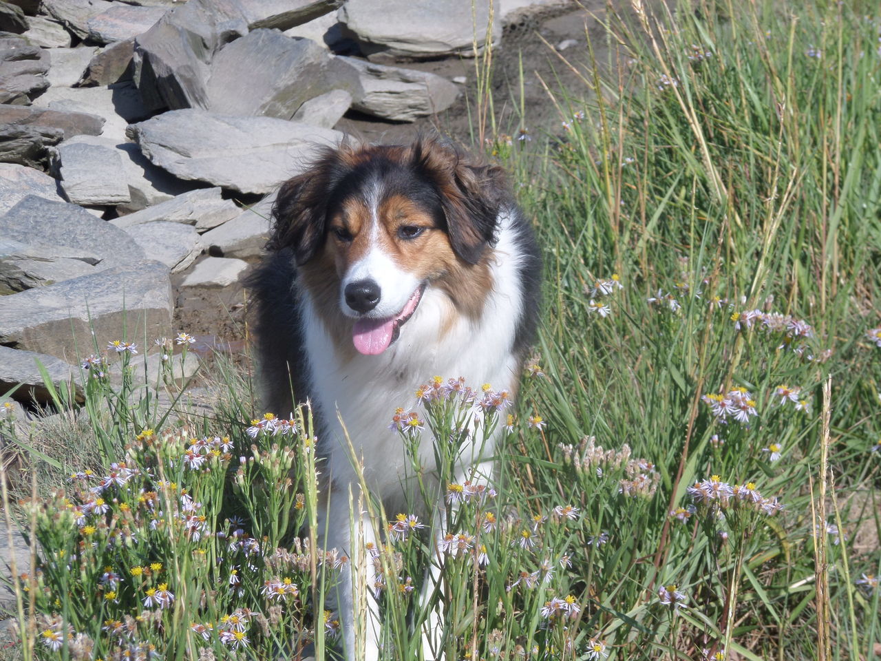 PORTRAIT OF DOG ON GRASS