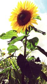 Low angle view of sunflowers