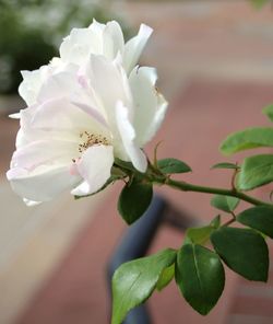 Close-up of white flower growing on plant