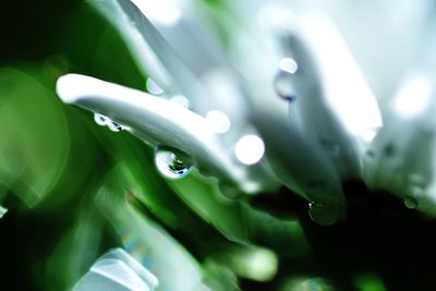 Close-up of water drops on flower