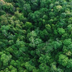 Aerial view of rainforest