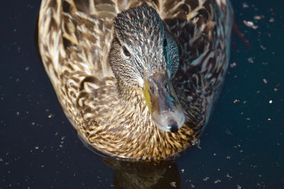 Close-up of duck swimming in water