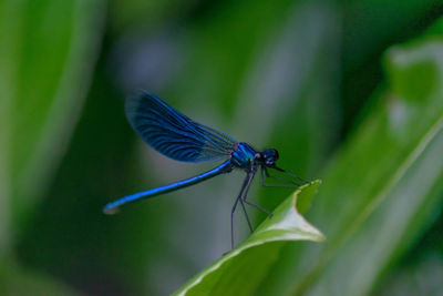 Close-up of dragonfly 